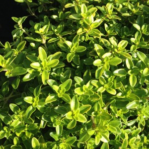 Plant - Thyme - Lime