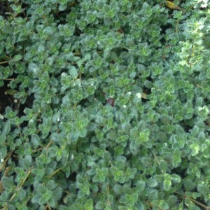 Plant - Thymus Pseudolanguinosus - Wooly Thyme