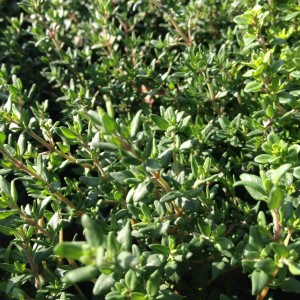 Plant - Winter Thyme