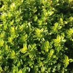 Plant_Thymus_Citriodorus_Lime