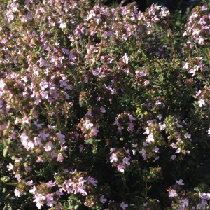 Plant - Thymus 'Rose Williams'